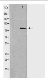 NCAPH Antibody