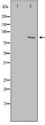TBK1 Antibody