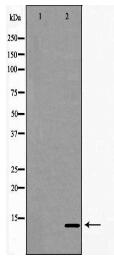 TCL1A Antibody