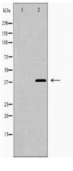 LEG9 Antibody