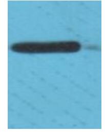 Claudin 3 Antibody