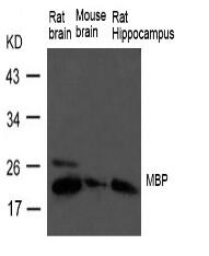 MBP(myelin basic protein) Antibody