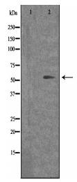 OPN4 Antibody