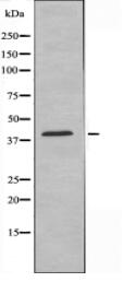 MPRA Antibody