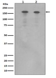 ErbB (HER4) Antibody