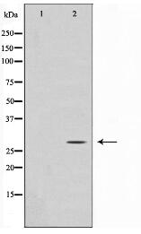 GADD153 Antibody
