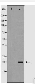 TAF9 Antibody