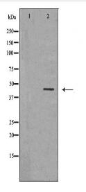 SETD8 Antibody