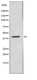 NBPF7 Antibody