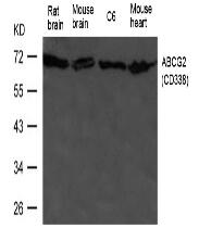 ABCG2(CD338) Antibody
