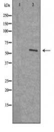 NAB2 Antibody