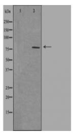 NEK5 Antibody