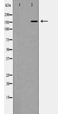 T-cadherin Antibody