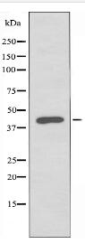 ST6GAL1 Antibody