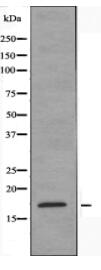 LMO3 Antibody