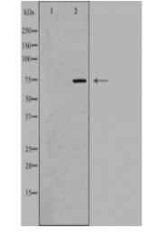 MELK Antibody