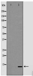 TCEB2 Antibody