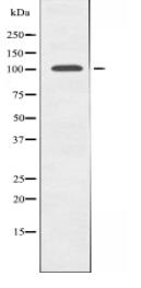 NARG1 Antibody
