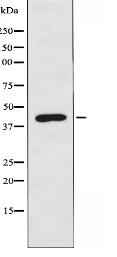 UBAC1 Antibody