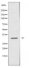 MTIF3 Antibody