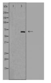 NEIL3 Antibody