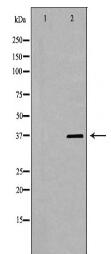 PSRC1 Antibody