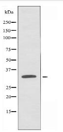 NXPH4 Antibody