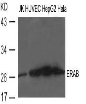 ERAB Antibody