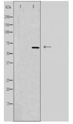 TAF5L Antibody
