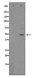SERPINH1 Antibody