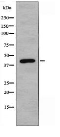 VN1R2 Antibody