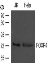 FOXP4 Antibody