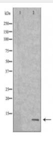 NEDD8 Antibody