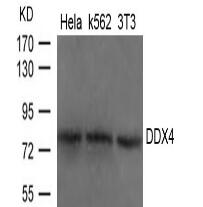 DDX4 Antibody