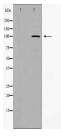 WFS1 Antibody