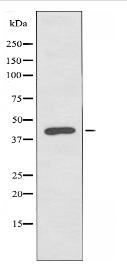 RASSF6 Antibody