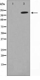 Collagen Valpha 1 Antibody