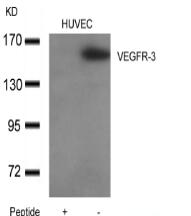 VEGFR3 Antibody