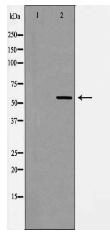 ANG 2 Antibody