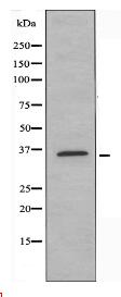TAS2R8 Antibody