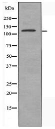 SF3B3 Antibody