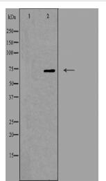 OLFML2A Antibody