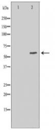 MITF Antibody