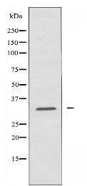 RPL7 Antibody