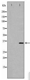 WDR5 Antibody