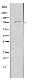 MERTK Antibody
