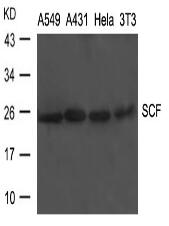 SCF Antibody