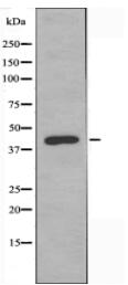 Mevalonate Kinase Antibody
