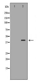 RFC4 Antibody