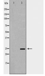 SNAP25 Antibody